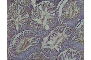 Rat testis tissue was stained by Rabbit Anti-INSL-7 / Relaxin-3, B Chain (Human) at 1:50 (Relaxin 3 antibody  (Chain B))