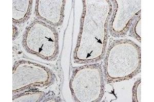 Expression of AQP9 in rat epididymis - Immunohistochemical staining of rat testis paraffin embedded section using Anti-Aquaporin 9 Antibody (ABIN7042945 and ABIN7045206), (1:100). (AQP9 antibody  (Intracellular, N-Term))