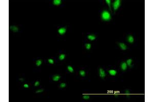 Immunofluorescence of purified MaxPab antibody to CREB5 on HeLa cell. (CREB5 antibody  (AA 1-508))