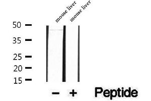 Western blot analysis of extracts of mouse liver tissue, using PAFAH2 antibody. (PAFAH2 antibody  (Internal Region))