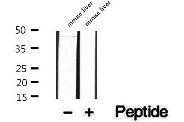 PAFAH2 antibody  (Internal Region)