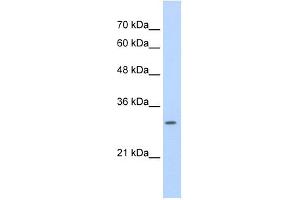 SLBP antibody used at 0. (SLBP antibody)