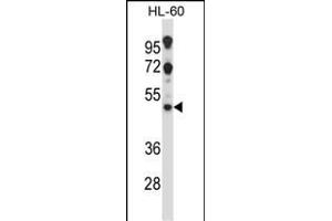 HTR2C Antibody (Center) (ABIN657817 and ABIN2846784) western blot analysis in HL-60 cell line lysates (35 μg/lane). (HTR2C antibody  (AA 253-282))