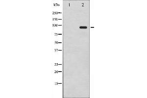 Western blot analysis of CD44 phosphorylation expression in PMA treated NIH-3T3 whole cell lysates,The lane on the left is treated with the antigen-specific peptide. (CD44 antibody  (pSer706))