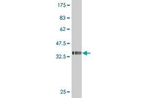 Western Blot detection against Immunogen (36. (NDRG2 antibody  (AA 1-96))