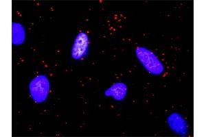 Proximity Ligation Analysis of protein-protein interactions between KITLG and FLT3LG. (KIT Ligand antibody  (AA 1-245))