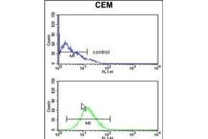 BAT4 Antibody (C-term) (ABIN652667 and ABIN2842448) flow cytometry analysis of CEM cells (bottom histogram) compared to a negative control cell (top histogram). (BAT4 antibody  (C-Term))