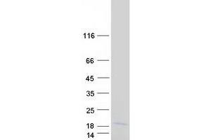 Validation with Western Blot (MRPL34 Protein (Myc-DYKDDDDK Tag))