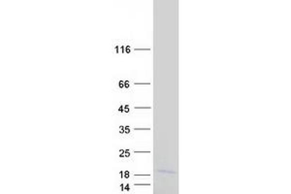 MRPL34 Protein (Myc-DYKDDDDK Tag)