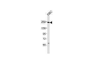 Anti-Smarca4 Antibody (C-term)at 1:2000 dilution + K562 whole cell lysates Lysates/proteins at 20 μg per lane. (SMARCA4 antibody  (C-Term))