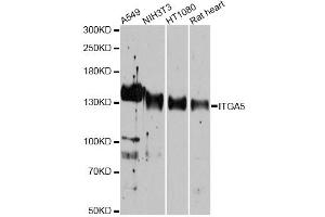 Western blot analysis of extracts of various cell lines, using ITGA5 antibody (ABIN5975405) at 1/1000 dilution. (ITGA5 antibody)