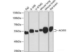 Western blot analysis of extracts of various cell lines using ACKR3 Polyclonal Antibody at dilution of 1:3000. (CXCR7 antibody)