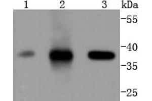Lane 1: Jurkat, Lane 2: K562, Lane 3: Hela lysates probed with Cdk6 (4F7) Monoclonal Antibody  at 1:1000 overnight at 4˚C. (CDK6 antibody)