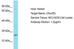 Host: Rabbit Target Name: CXorf23 Sample Type: NCI-H226 Whole cell lysates Antibody Dilution: 1. (CXORF23 antibody  (C-Term))