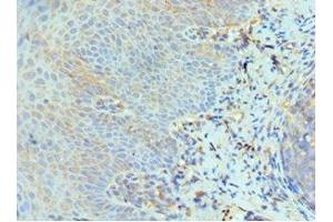 Immunohistochemistry of paraffin-embedded human tonsil tissue using ABIN7151466 at dilution of 1:100
