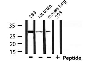 YWHAE antibody  (C-Term)