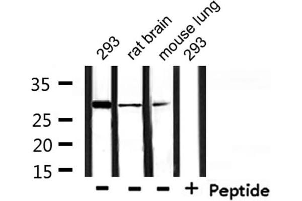 YWHAE antibody  (C-Term)