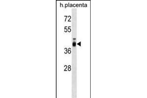 ZP3 Antibody (C-term) (ABIN1537191 and ABIN2848874) western blot analysis in human placenta tissue lysates (35 μg/lane). (Zona Pellucida Glycoprotein 3 antibody  (C-Term))
