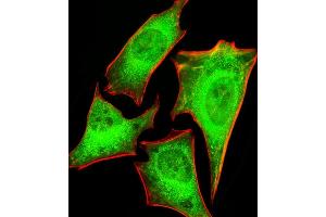 Fluorescent image of Hela cells stained with PRS4 Antibody (C-term) (ABIN1881692 and ABIN2843376). (PSMC1 antibody  (C-Term))