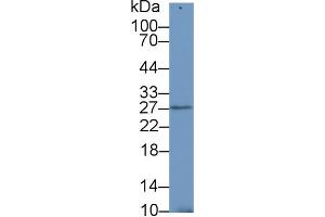 Western Blot; Sample: Mouse Testis lysate; Primary Ab: 1µg/ml Rabbit Anti-Human SDF4 Antibody Second Ab: 0. (SDF4 antibody  (AA 154-362))