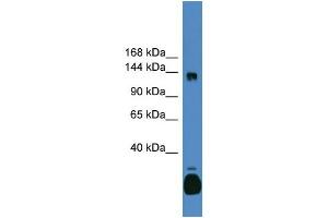 WB Suggested Anti-C10orf12 Antibody Titration: 0. (Lcor antibody  (C-Term))