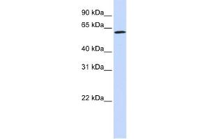 WB Suggested Anti-ENOX1 Antibody Titration:  0. (ENOX1 antibody  (Middle Region))