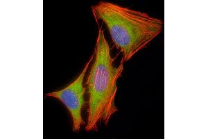 Immunofluorescent analysis of 4 % paraforldehyde-fixed, 0. (ERK1 antibody  (AA 175-208))