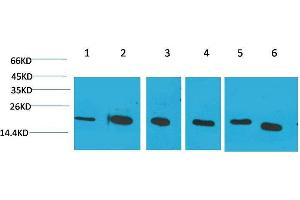 Western Blot (WB) analysis of 1) HeLa, 2)Jurkat, 3)293T, 4)Rat Liver Tissue, 5) 3T3, 6) HepG2 with Cyclophilin B Mouse Monoclonal Antibody diluted at 1:2000. (PPIB antibody)