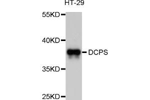 Western blot analysis of extracts of HT-29 cells, using DCPS antibody (ABIN5997562) at 1/1000 dilution.