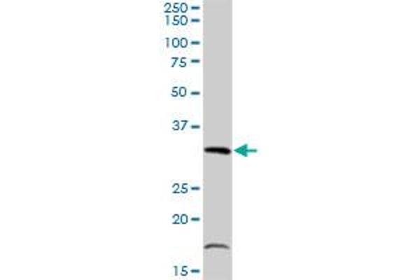 TIPIN antibody  (AA 1-301)