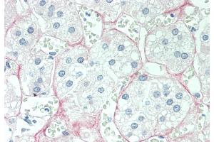 Immunohistochemistry (IHC) image for anti-Cortisol antibody (ABIN7428023) (Cortisol antibody)