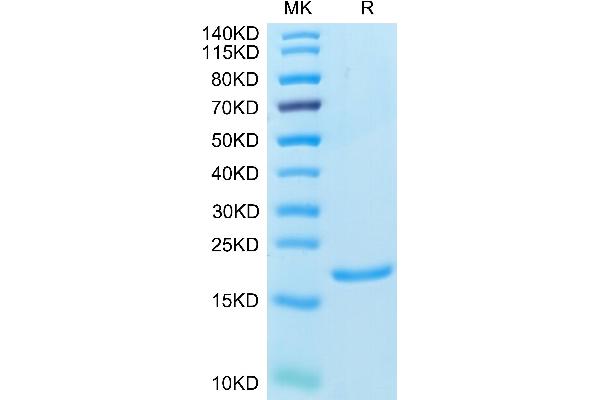 IL1A Protein (AA 113-271)