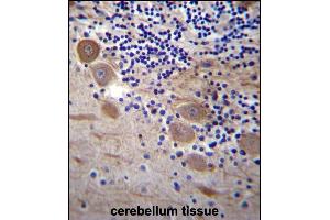 SSR2 Antibody (C-term) (ABIN657094 and ABIN2846252) immunohistochemistry analysis in formalin fixed and paraffin embedded human cerebellum tissue followed by peroxidase conjugation of the secondary antibody and DAB staining. (SSR2 antibody  (C-Term))