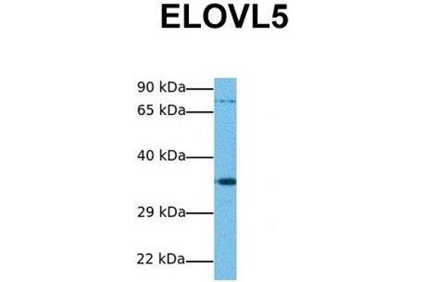 ELOVL5 anticorps  (N-Term)