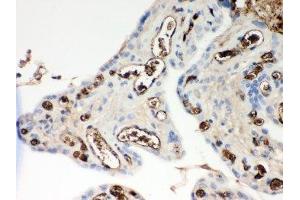 IHC-P: ApoE antibody testing of human placenta tissue (APOE antibody  (AA 19-317))