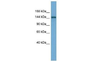 TEX14 antibody used at 0. (TEX14 antibody  (Middle Region))