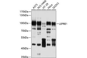 Western blot analysis of extracts of various cell lines, using LEPRE1 antibody (ABIN6130894, ABIN6143144, ABIN6143145 and ABIN6214533) at 1:1000 dilution. (LEPRE1 antibody  (AA 497-736))