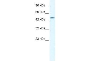 CX40. (GJD4 antibody  (C-Term))