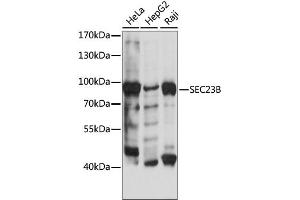 Western blot analysis of extracts of various cell lines, using SEC23B antibody. (Sec23 Homolog B antibody)