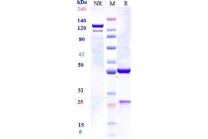 Anti-IL-33 Reference Antibody (tozorakimab) on SDS-PAGE under reducing (R) condition. (Recombinant IL33 (Tozorakimab Biosimilar) antibody)