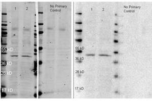 Image no. 1 for Goat anti-Rabbit IgG (Whole Molecule) antibody (HRP) (ABIN300844) (Goat anti-Rabbit IgG (Whole Molecule) Antibody (HRP))