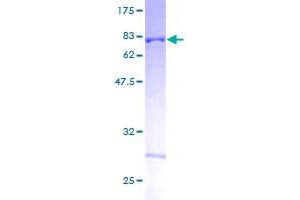 FICD Protein (AA 1-449) (GST tag)