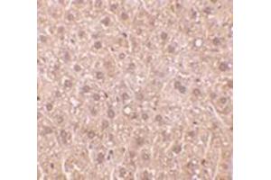 Immunohistochemistry of DEDAF in mouse liver tissue with DEDAF antibody at 10 μg/ml. (RYBP antibody)