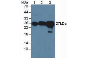 Figure. (GSTA4 antibody  (AA 2-222))