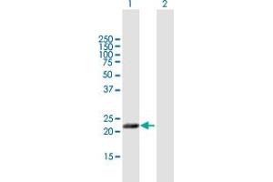 Western Blot analysis of MFAP5 expression in transfected 293T cell line by MFAP5 MaxPab polyclonal antibody.