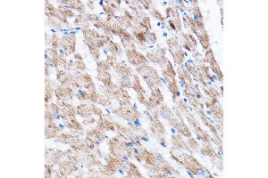 LATS2 antibody  (AA 1-100)