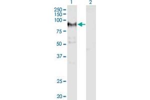 Western Blot analysis of ADAM12 expression in transfected 293T cell line by ADAM12 monoclonal antibody (M01), clone 1G3. (ADAM12 antibody  (AA 208-304))