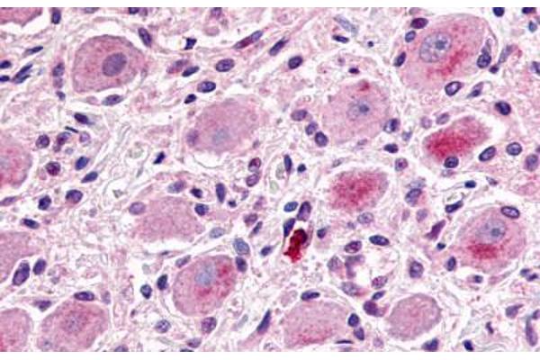 MRGPRX1 antibody  (N-Term)