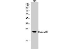 Western Blotting (WB) image for anti-Histone H1 (Lys1535) antibody (ABIN3185019) (Histone H1 antibody  (Lys1535))