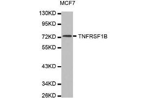 Western blot analysis of extracts of MCF7 cell line, using TNFRSF1B antibody. (TNFRSF1B antibody  (AA 30-250))
